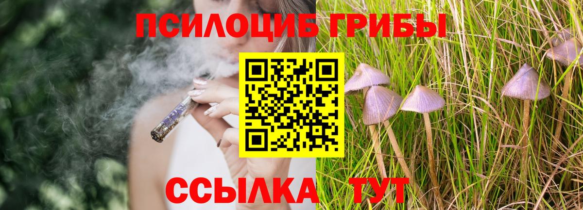 Псилоцибиновые грибы Psilocybe Каменка